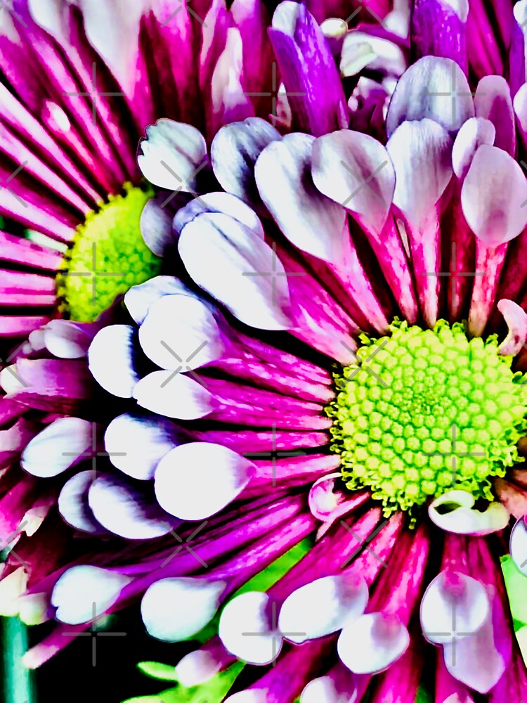 Purple Flutes by THamilton81