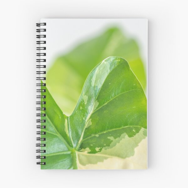 Item preview, Alocasia Albo Variegata Variegated Leaf designed and sold by Chee Sim.
