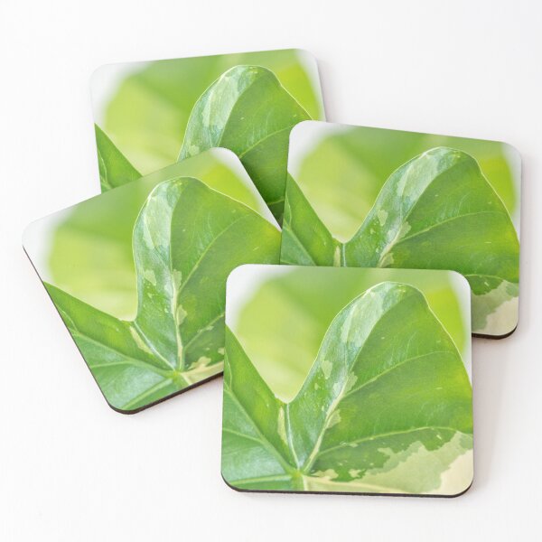 Item preview, Alocasia Albo Variegata Variegated Leaf designed and sold by Chee Sim.