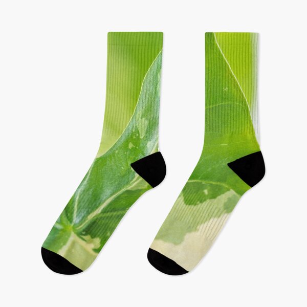 Item preview, Alocasia Albo Variegata Variegated Leaf designed and sold by Chee Sim.
