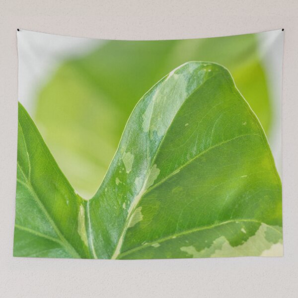 Item preview, Alocasia Albo Variegata Variegated Leaf designed and sold by Chee Sim.