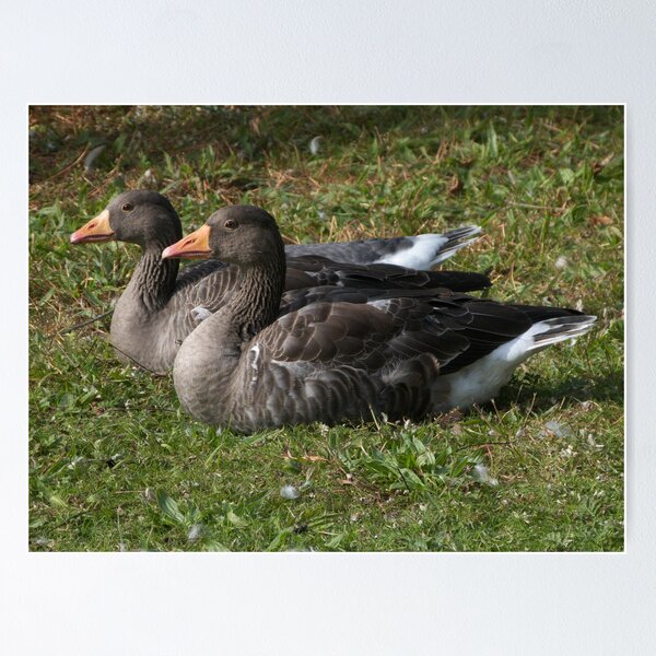 Item preview, Two Greylag Geese designed and sold by Artberry.