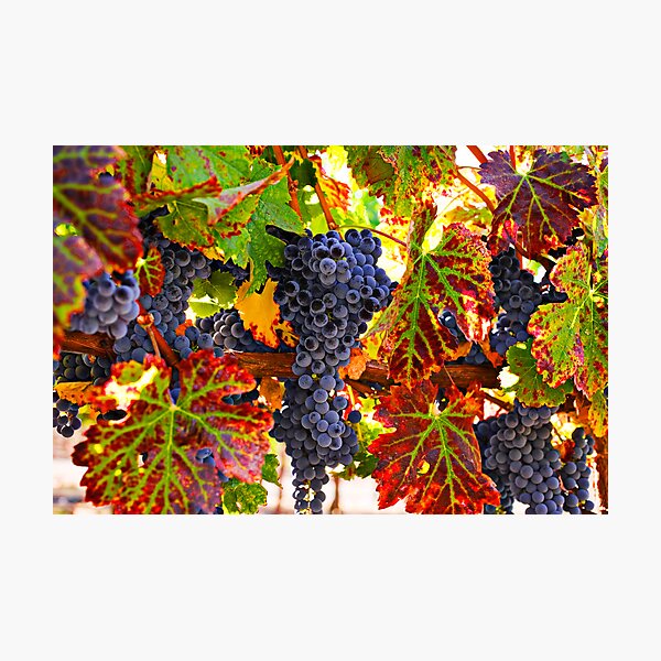 Item preview, Grapes on vine in vineyards designed and sold by Garry Gay.