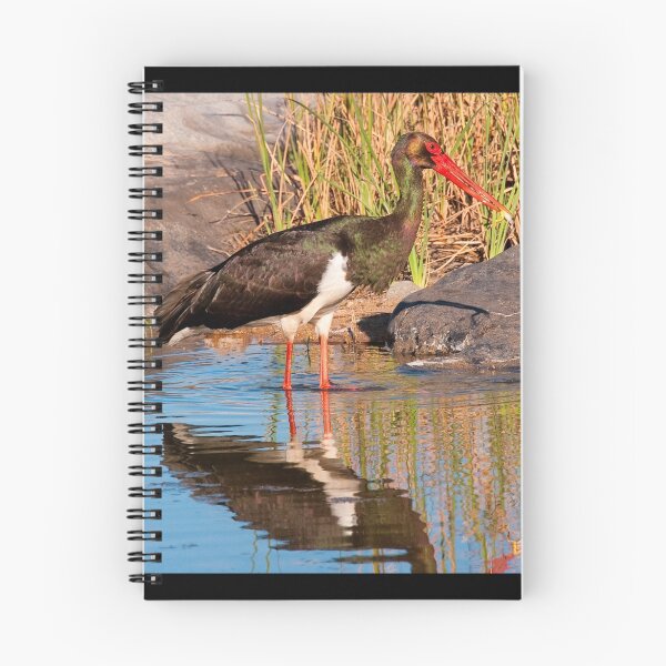 Item preview, Black Stork, Kruger National Park, South Africa designed and sold by Erik Schlogl.