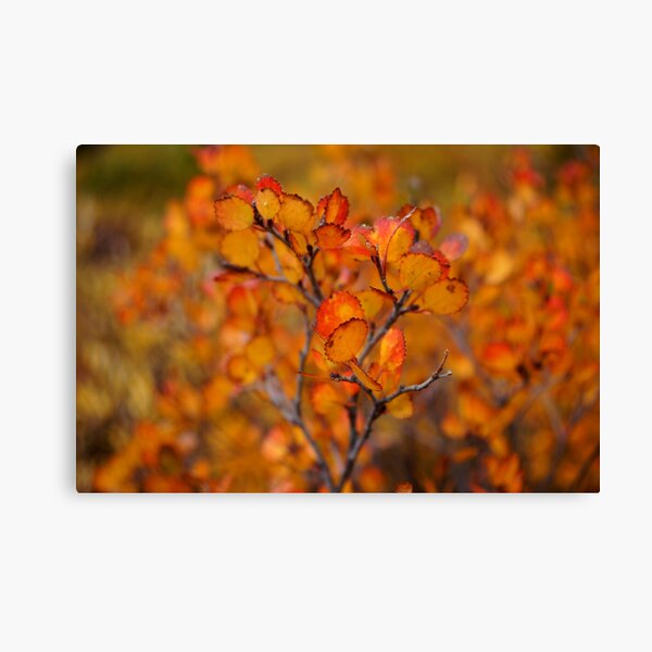Autumn Leaves Canvas Print
