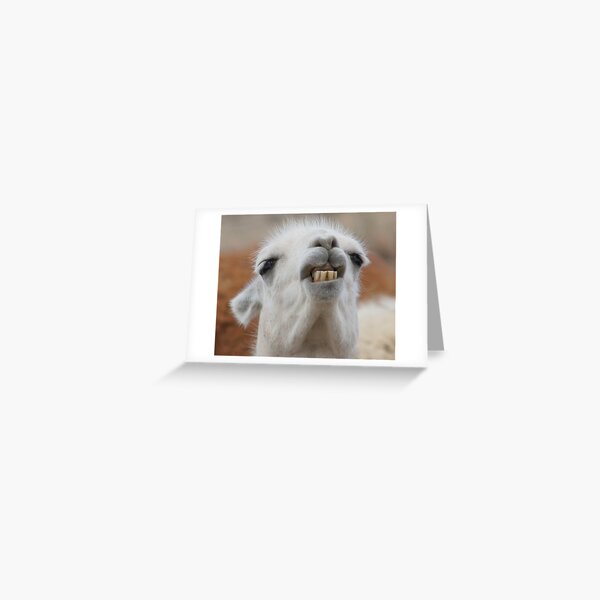 Llama Greeting Card