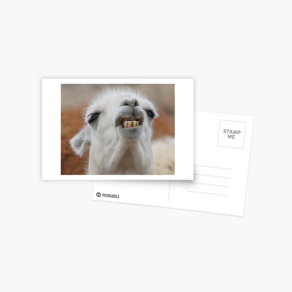 Llama Postcard