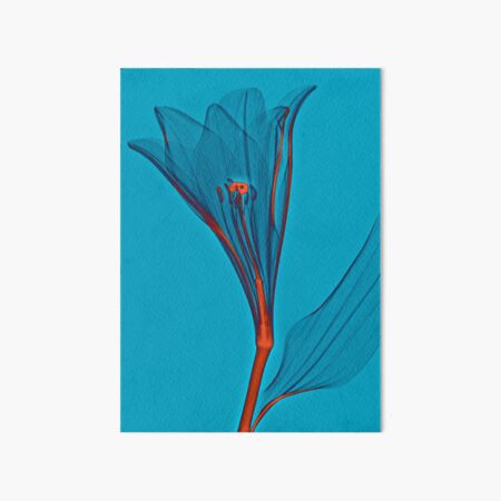Durchleuchtete Lilienblüte Galeriedruck