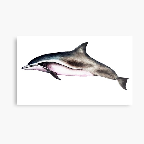 Baleine Metal Prints Redbubble