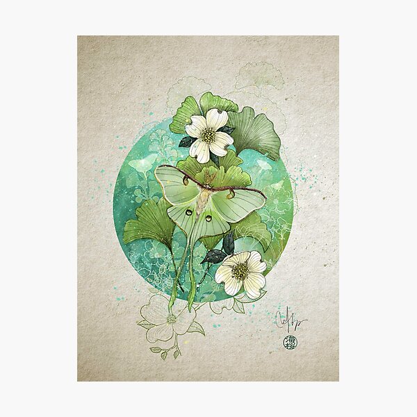 Luna Moth Photographic Print