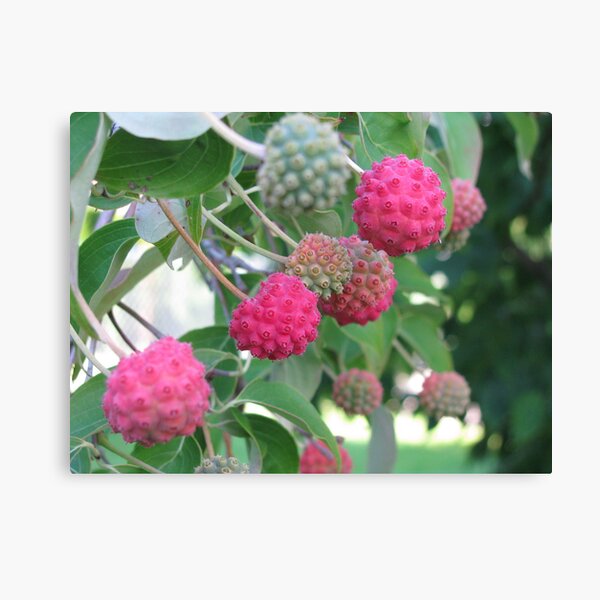 dogwood berries Canvas Print