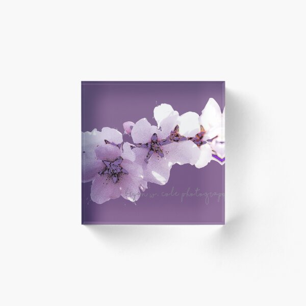 Almond Blossoms on Plum 2020 Acrylic Block