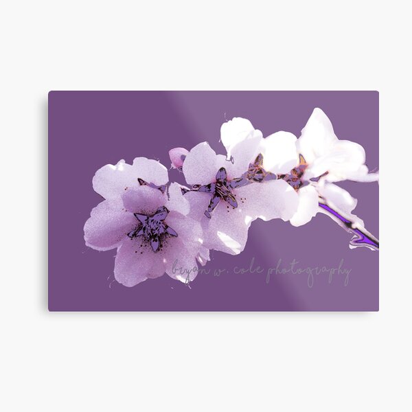 Almond Blossoms on Plum 2020 Metal Print