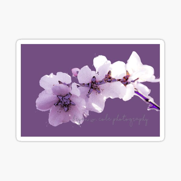 Almond Blossoms on Plum 2020 Sticker