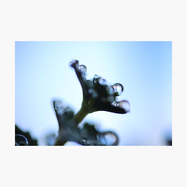 Untitled Photographic Print