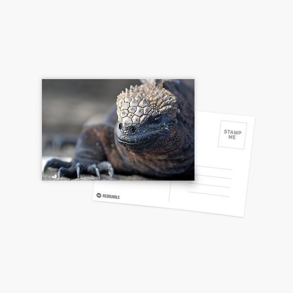 Marine Iguana (Amblyrhynchus cristatus) on rock, close-up - Ecuador, Galapagos Archipelago, Isabela Island. Postcard