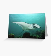 Komodo Manta Greeting Card