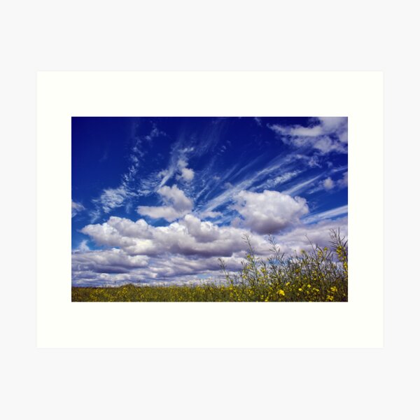 Item preview, CANOLA PEEKING THROUGH THE CLOUDS designed and sold by Helen Akerstrom Photography.