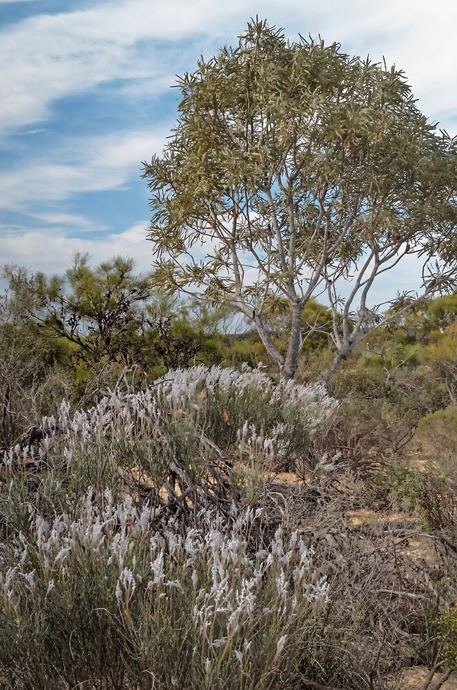 "Tree Smoke Bush at Watheroo, Western Australia" by TonyCrehan Redbubble