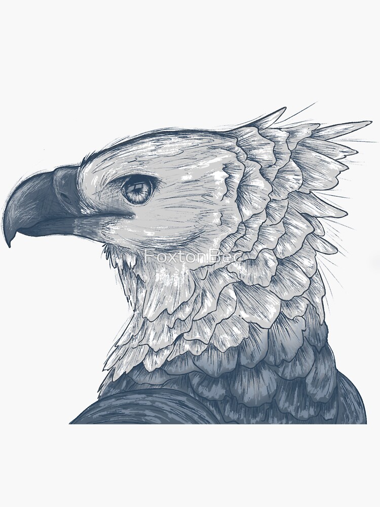 Harpy Eagle Sticker for Sale by FoxtonBec