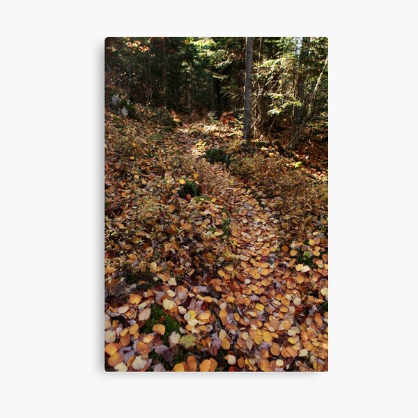 Yellow-leaf road Canvas Print
