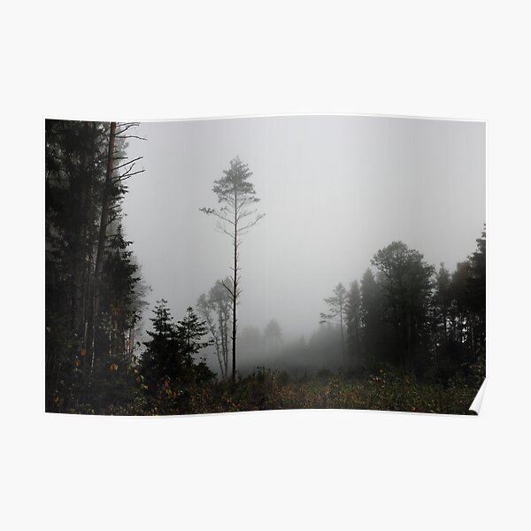 Foggy morning in autumn forest Poster