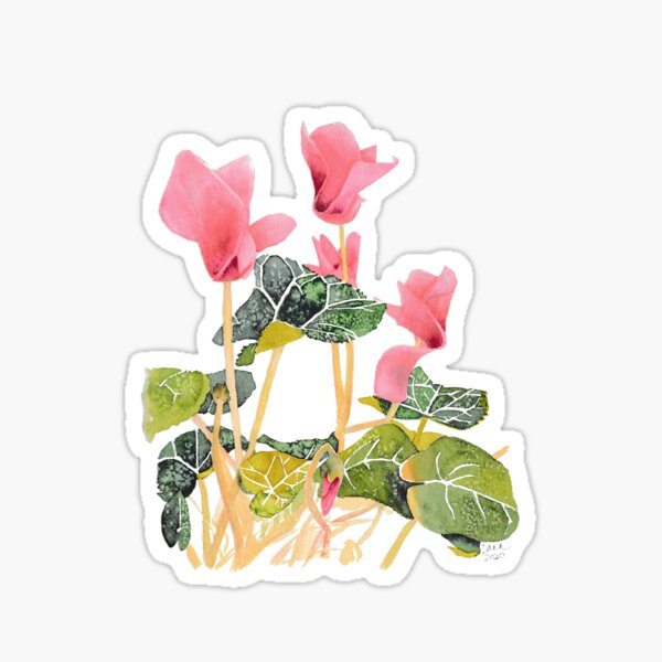 Cyclamen Sticker