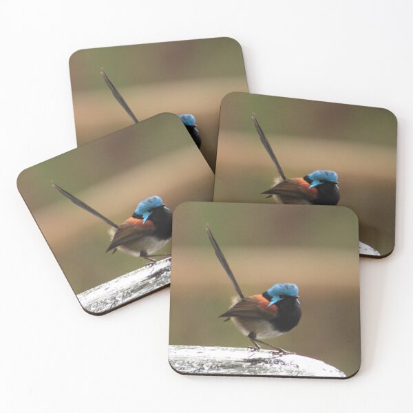 Item preview, Splendid Wren - Walpole, Western Australia designed and sold by Rosdenphoto.