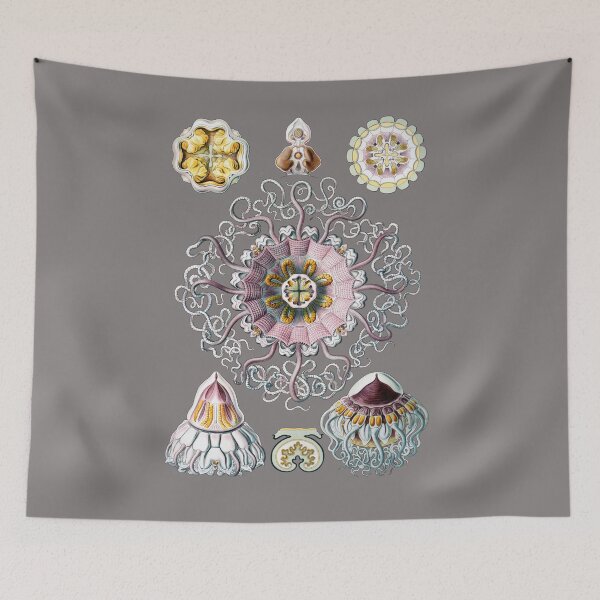 Item preview, Plate 38. Periphylla periphylla. The Crown or Helmet Jellyfish  designed and sold by Squirrox.