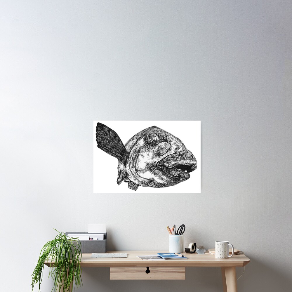 Buddy the Blue Groper Poster