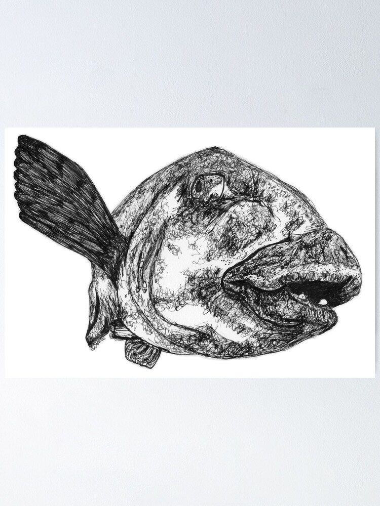Alternate view of Buddy the Blue Groper Poster