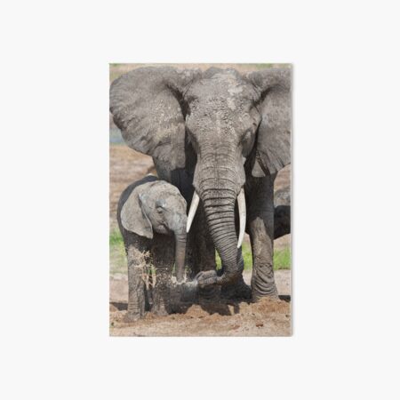 Elephant Mother and Calf Art Board Print