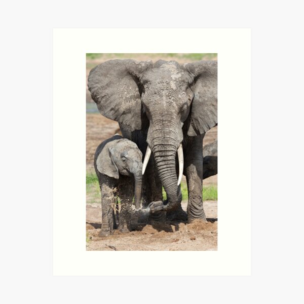 Elephant Mother and Calf Art Print