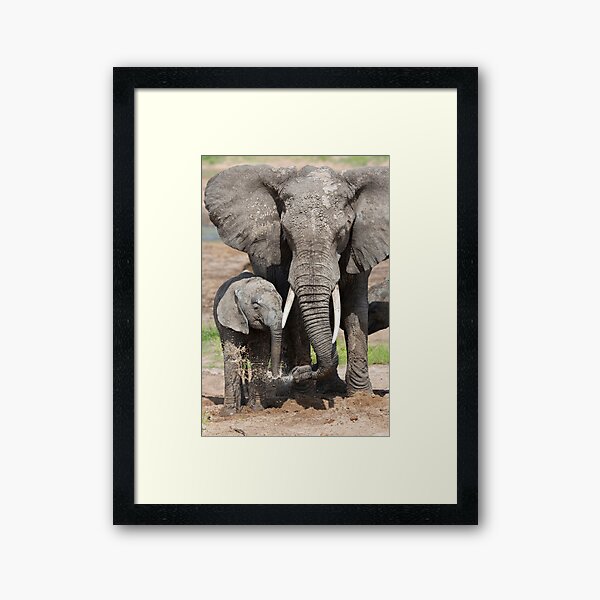 Elephant Mother and Calf Framed Art Print