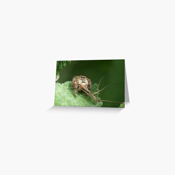 Love The Way He's Looking At Me Greeting Card