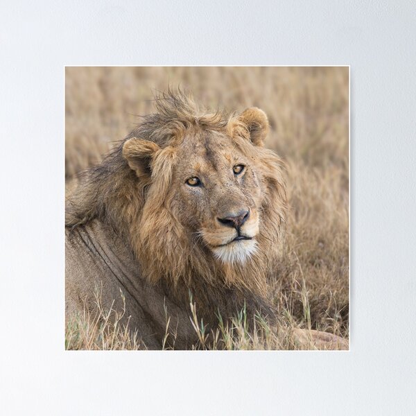 The Stare of a Lion Poster