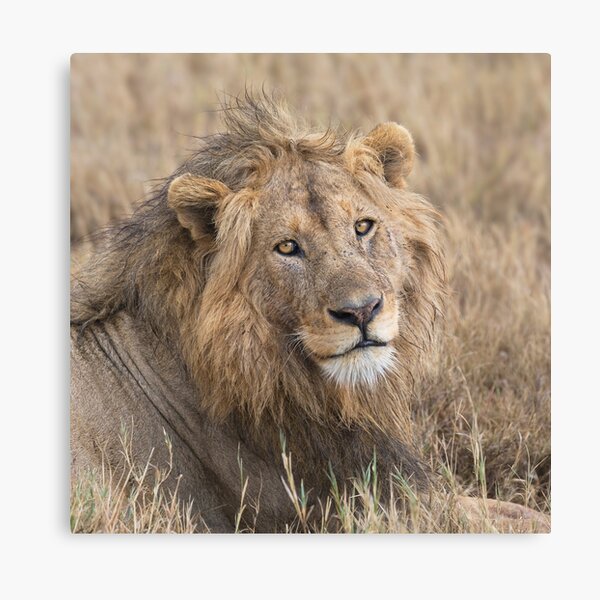 The Stare of a Lion Canvas Print