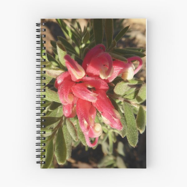 Item preview, Australian Native Grevillea lanigera x cavandulcia,Jelly Baby. mounding ground cover. designed and sold by RitaBlom.