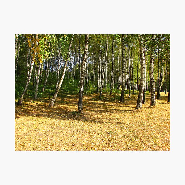 Autumn in Ternopil Photographic Print
