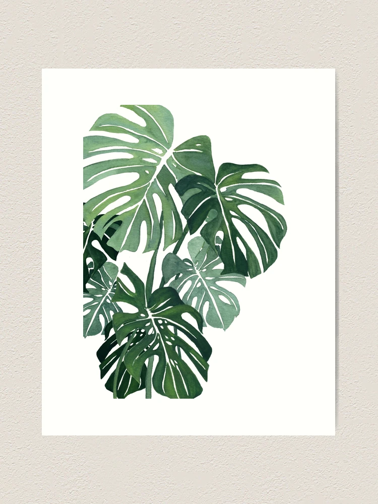 philodendron plants for sale Philodendron Hope 6"