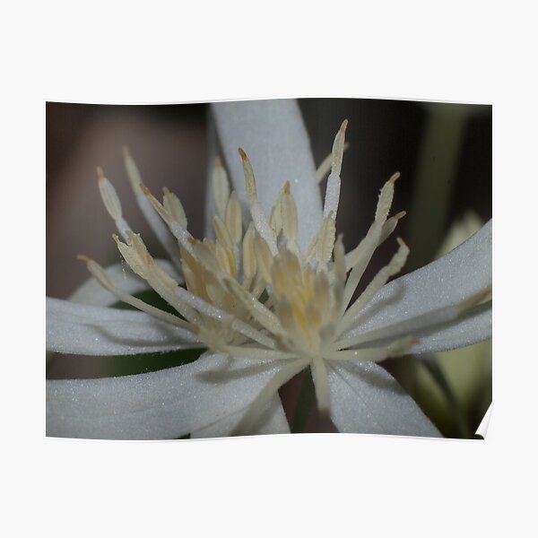 "Bridal creeper, bridal veil Clematis glycinoides" Poster by orkology