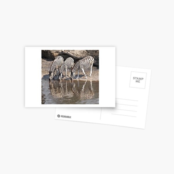 Three zebras Postcard