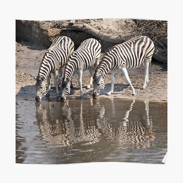 Three zebras Poster