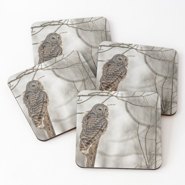 Item preview, Barred Owl afternoon hunt designed and sold by Simpsonwildlife.