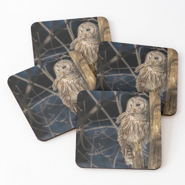Item preview, Barred Owl late afternoon light designed and sold by Simpsonwildlife.