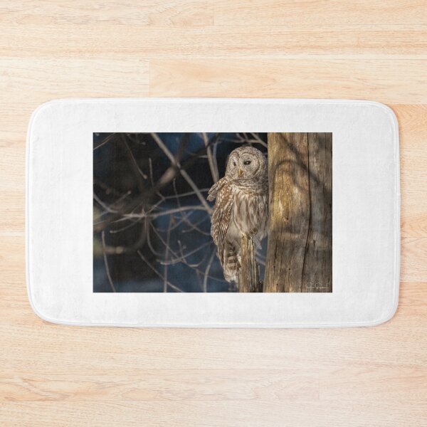 Item preview, Barred Owl late afternoon light designed and sold by Simpsonwildlife.