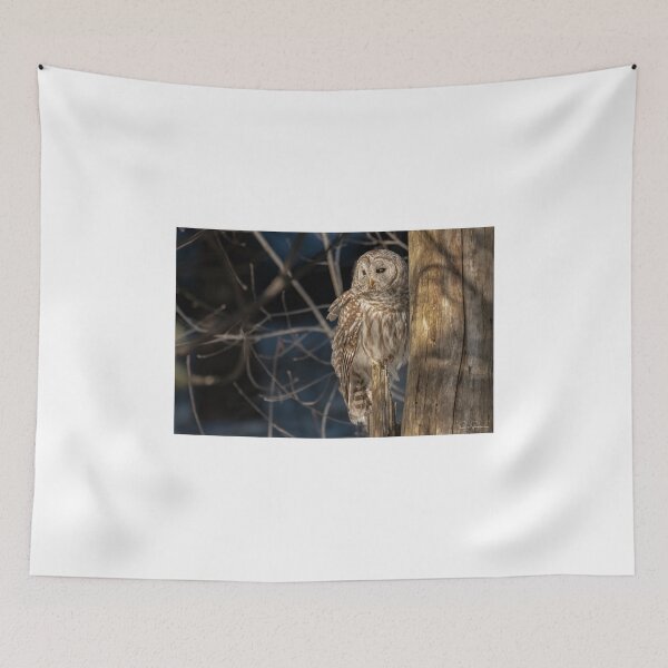 Item preview, Barred Owl late afternoon light designed and sold by Simpsonwildlife.