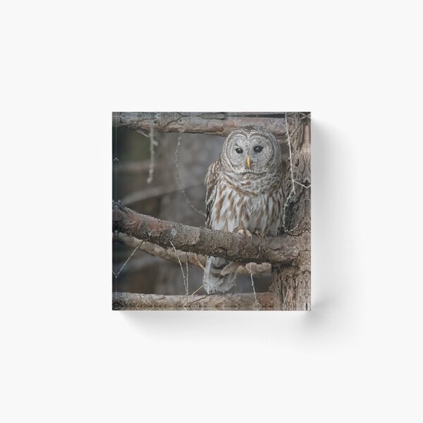 Item preview, Barred Owl designed and sold by Simpsonwildlife.