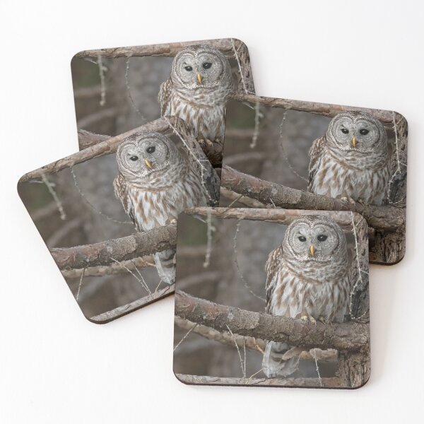 Item preview, Barred Owl designed and sold by Simpsonwildlife.