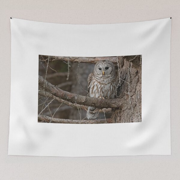 Item preview, Barred Owl designed and sold by Simpsonwildlife.